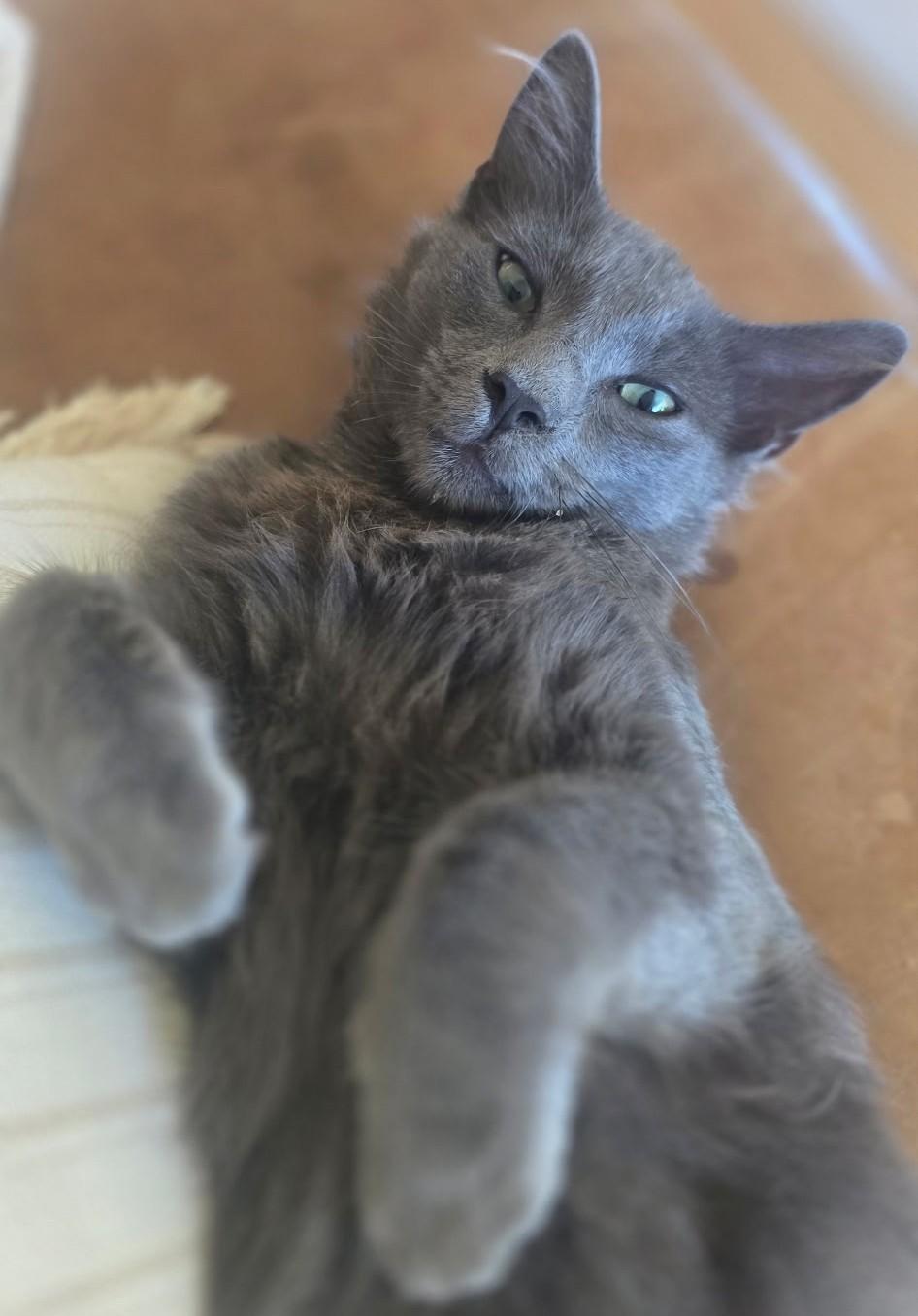 Enlarge Smoke, a Adoptable Russian Blue in San Diego, CA image 1/1