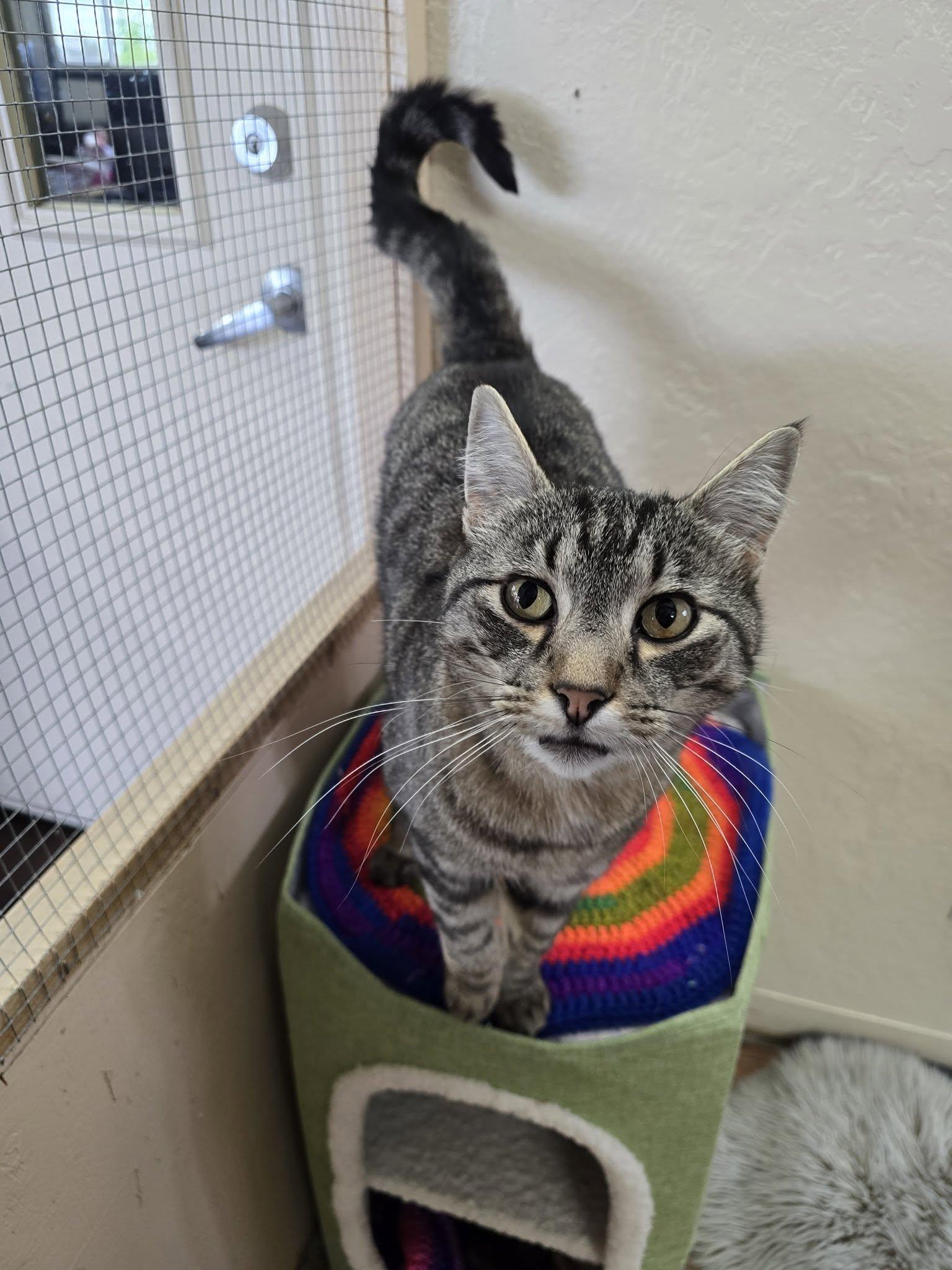 Carlos, ADOPTABLE, Adult Male Domestic Short Hair.