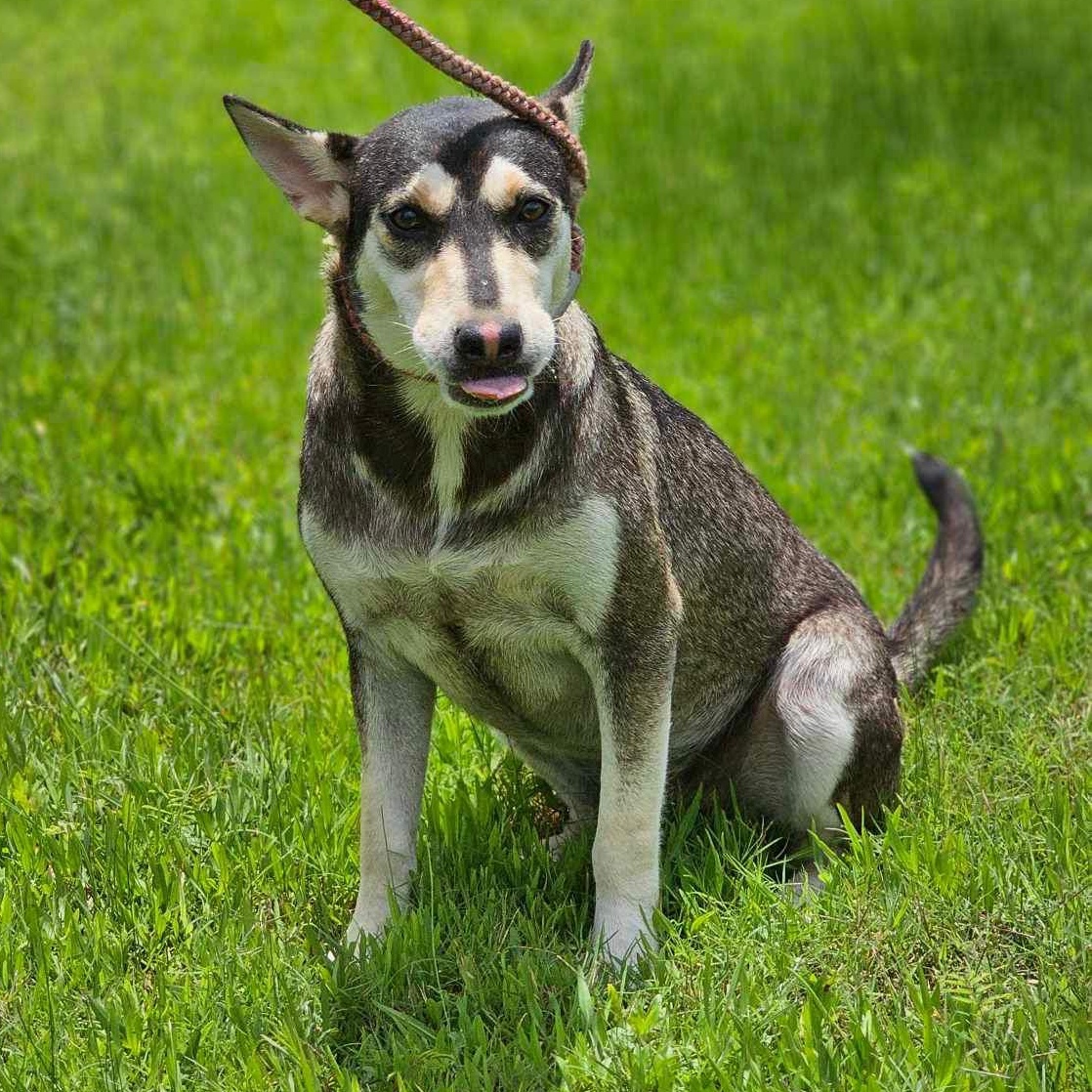 Winifred, Adoptable, Young Female Siberian Husky.