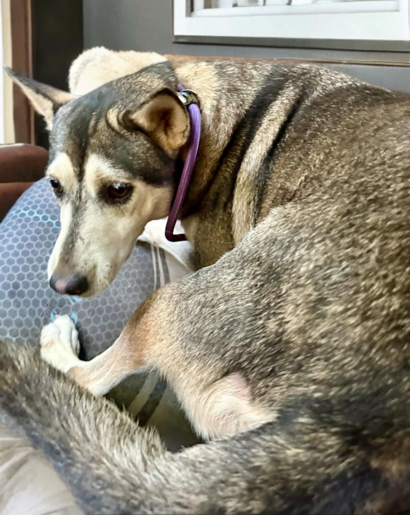 Enlarge Winifred, a Adoptable mixed breed in Sumter, SC image 4/5