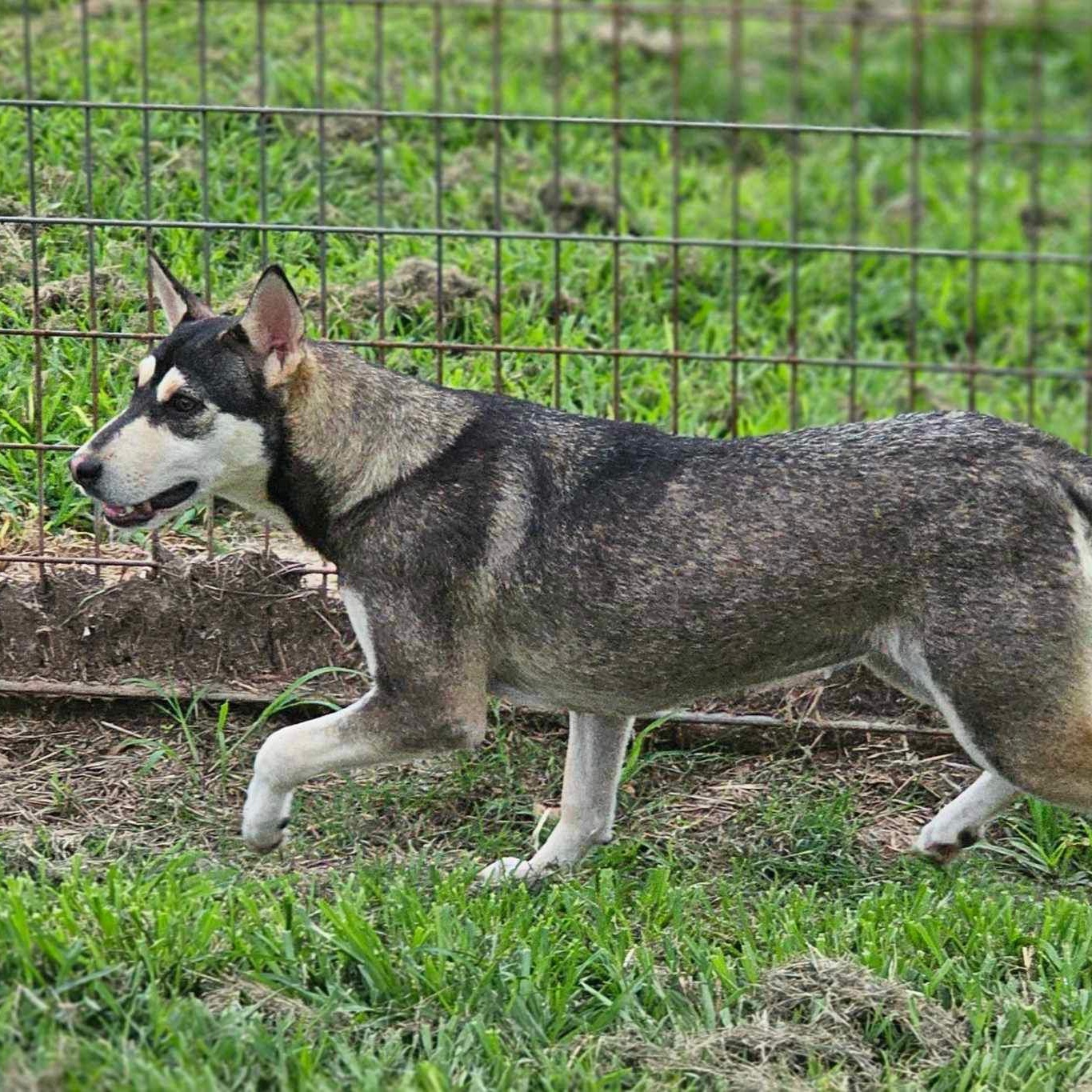 Enlarge Winifred, a Adoptable mixed breed in Sumter, SC image 3/5
