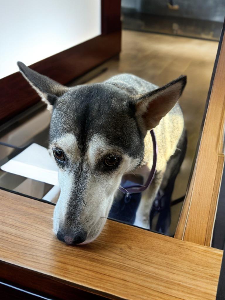 Enlarge Winifred, a Adoptable mixed breed in Sumter, SC image 5/5