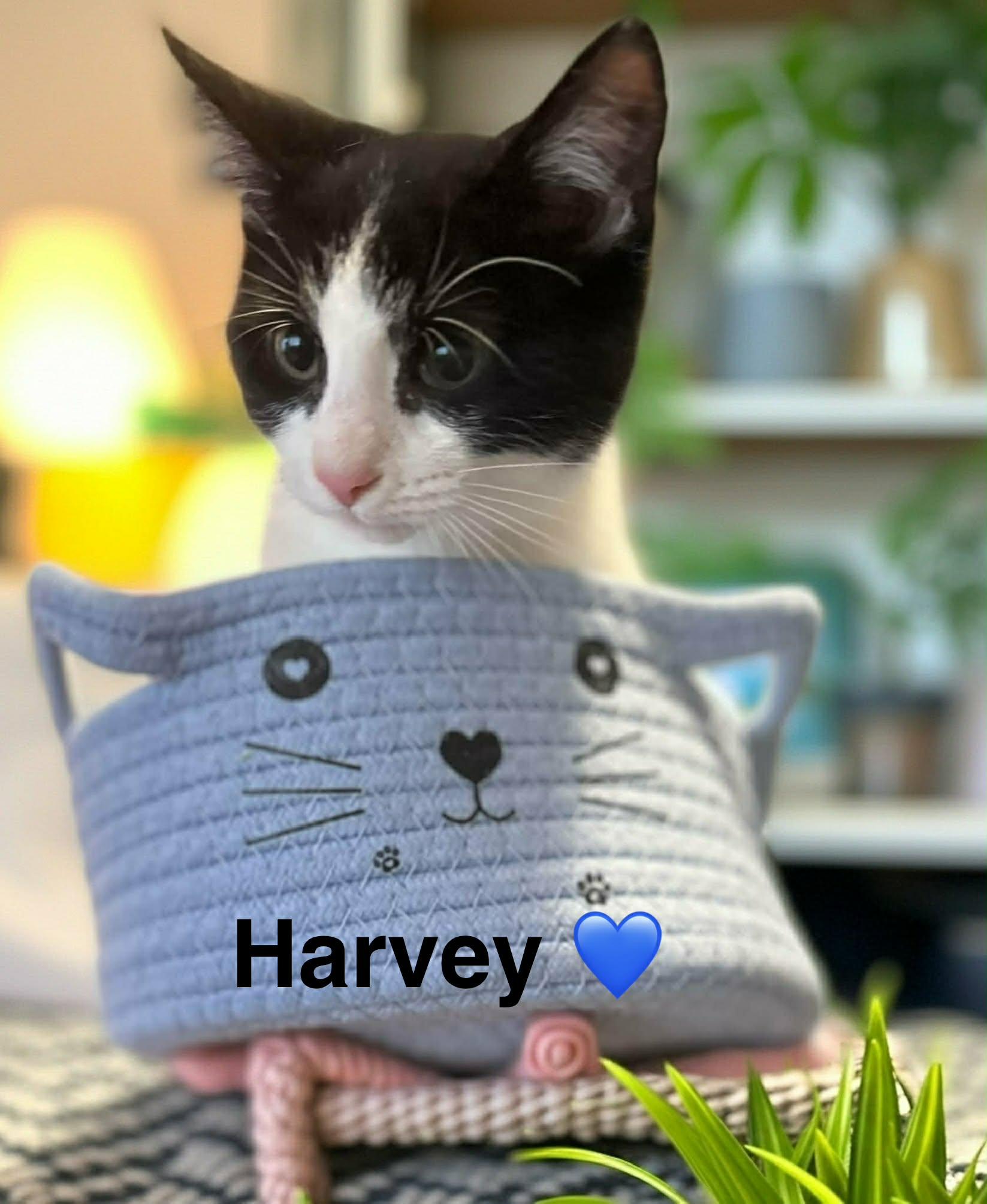 Enlarge Harvey, a Adoptable Domestic Short Hair in Beckley, WV image 1/1