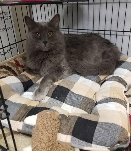 Enlarge Ghost and Phantom, a Adoptable mixed breed in Plano, TX image 4/5