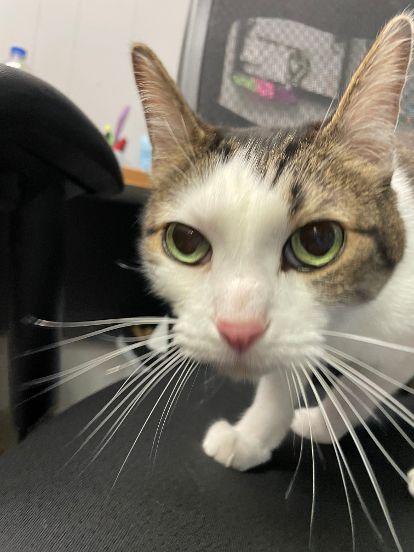 Enlarge Ghost and Phantom, a Adoptable mixed breed in Plano, TX image 5/5