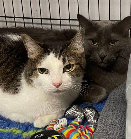 Ghost and Phantom, Adoptable, Senior Male Maine Coon & Domestic Short Hair.