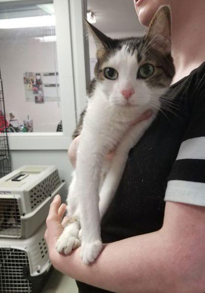 Enlarge Ghost and Phantom, a Adoptable mixed breed in Plano, TX image 2/5