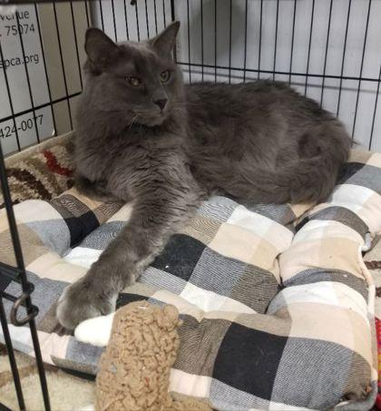 Enlarge Ghost and Phantom, a Adoptable mixed breed in Plano, TX image 3/5