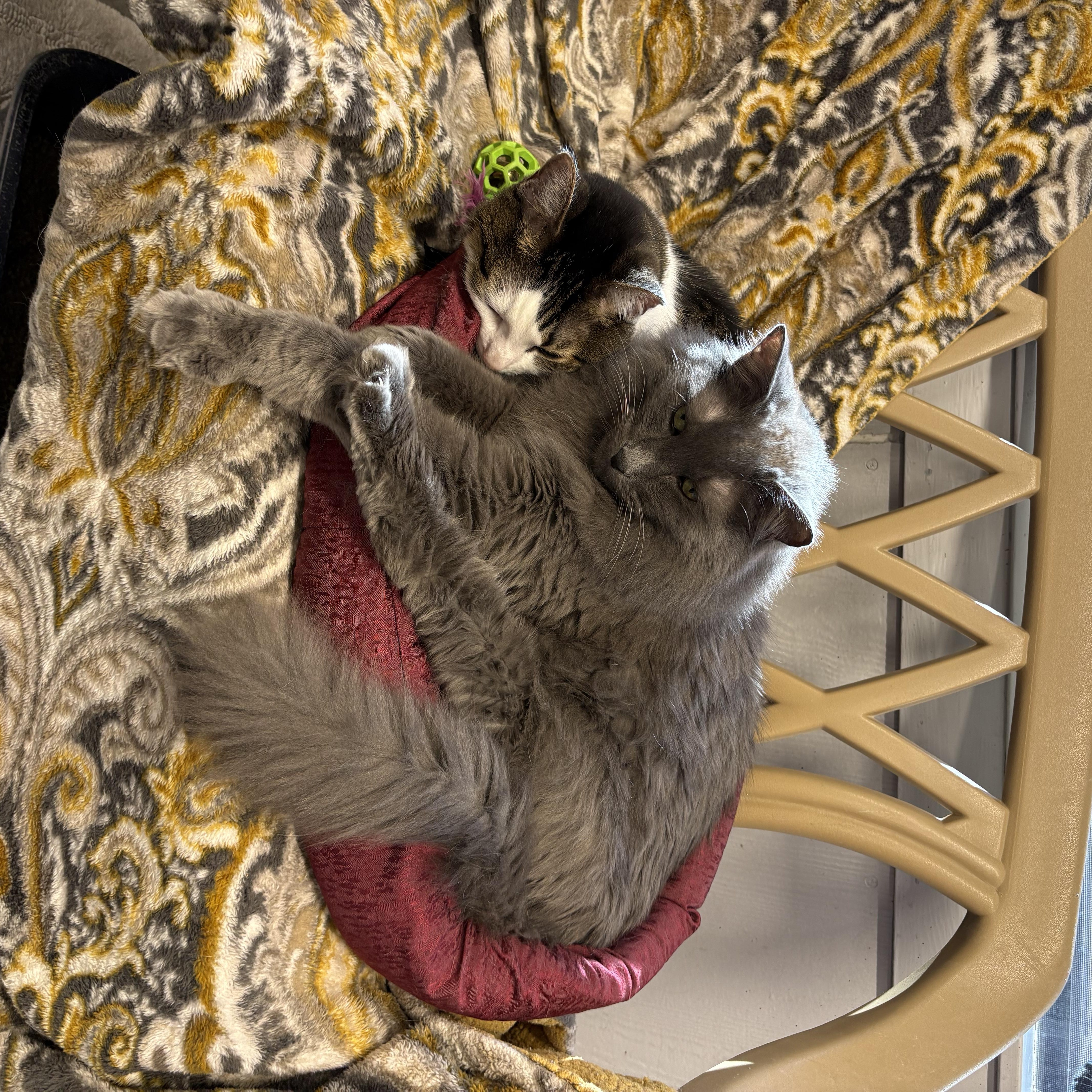 Enlarge Ghost and Phantom, a Adoptable mixed breed in Plano, TX image 2/6