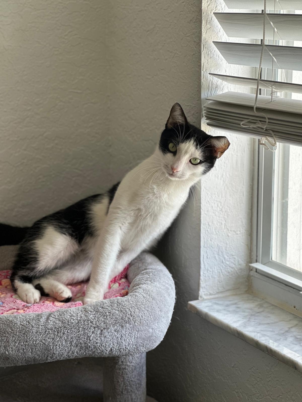 Speed Bump, Adoptable, Adult Female Domestic Short Hair.