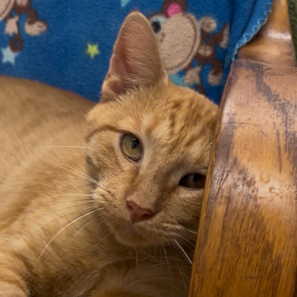 Enlarge Felix, a Adoptable Domestic Short Hair in Solon, IA image 2/4