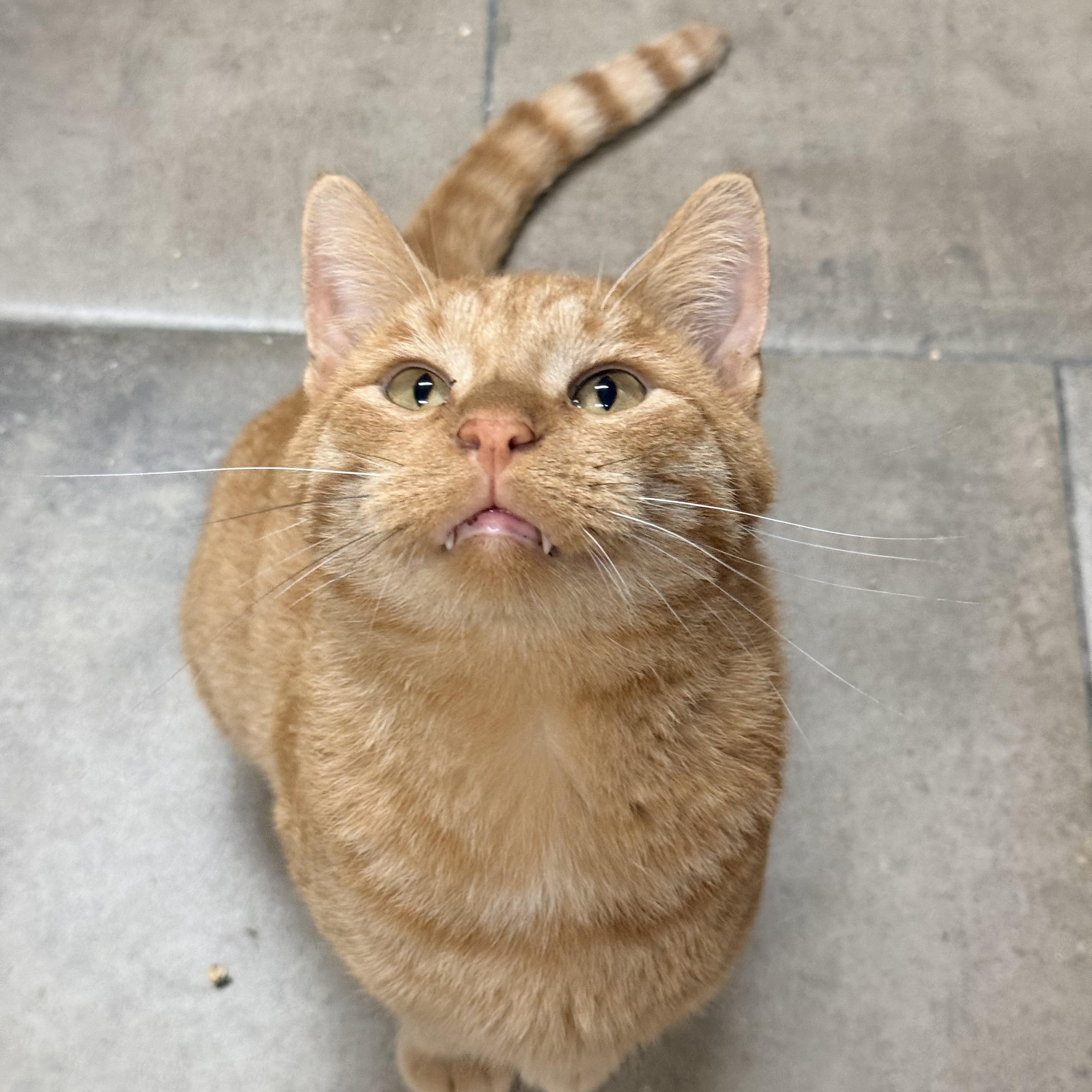 Enlarge Felix, a Adoptable Domestic Short Hair in Solon, IA image 3/4