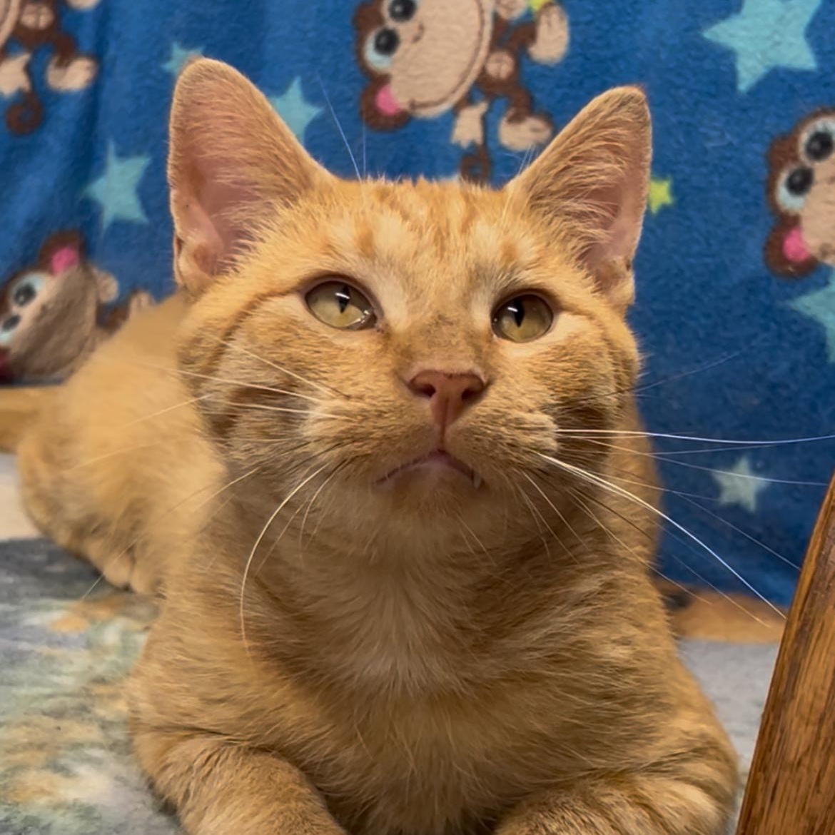 Felix, Adoptable, Young Male Domestic Short Hair.
