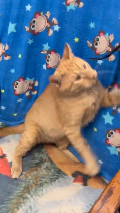 Enlarge Felix, a Adoptable Domestic Short Hair in Solon, IA video 4/4