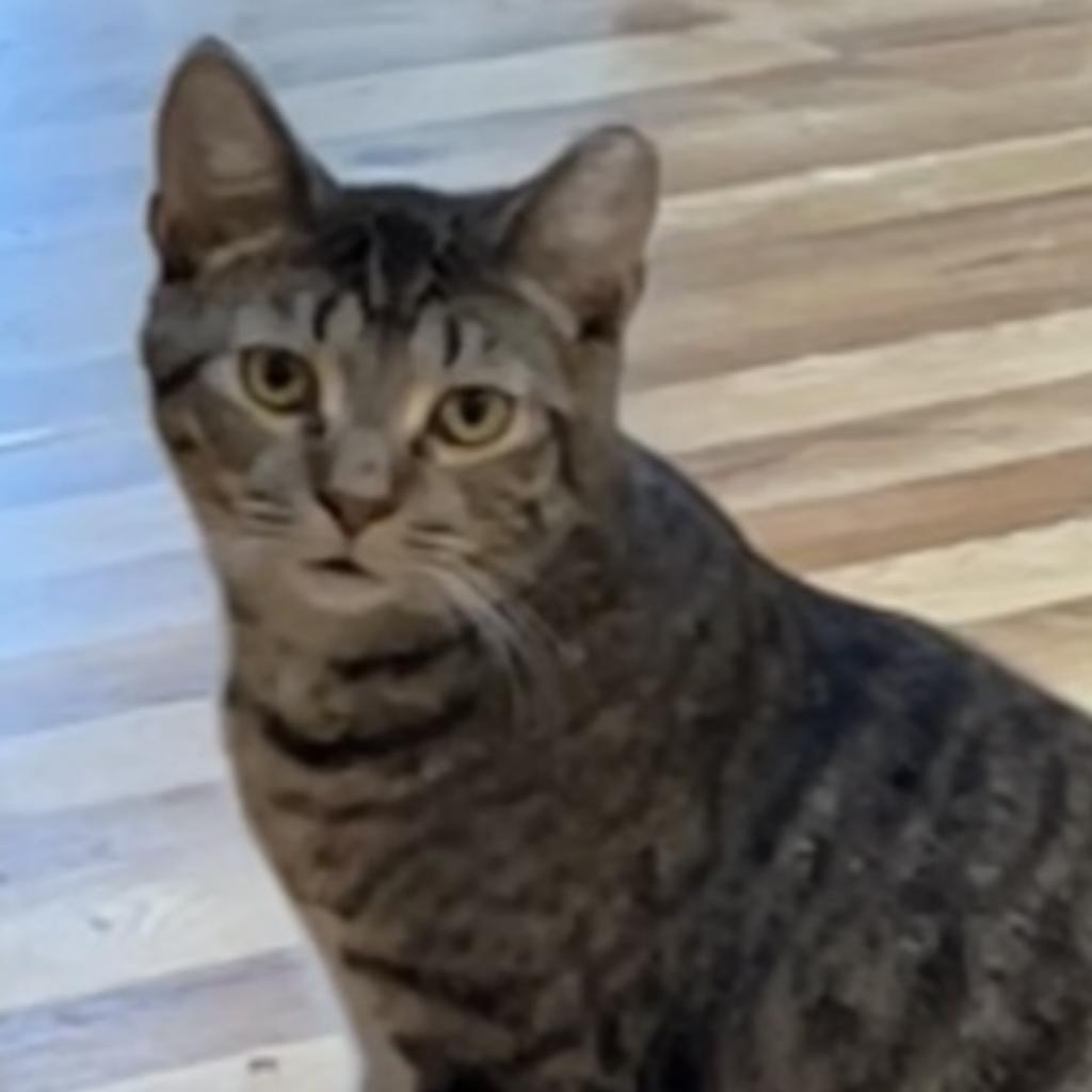 Enlarge Hollis, a Adoptable Domestic Short Hair in Greenfield, IN image 1/3