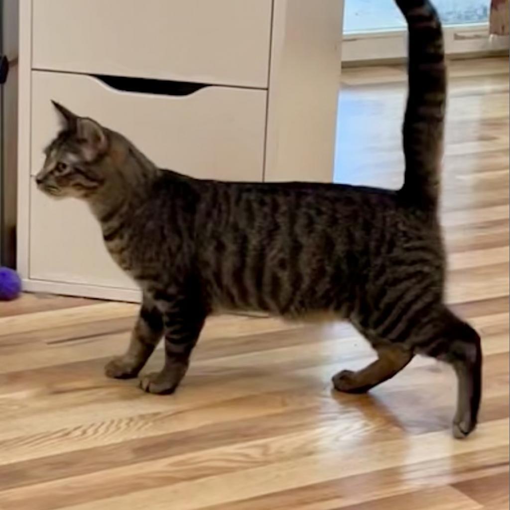 Enlarge Hollis, a Adoptable Domestic Short Hair in Greenfield, IN image 2/3