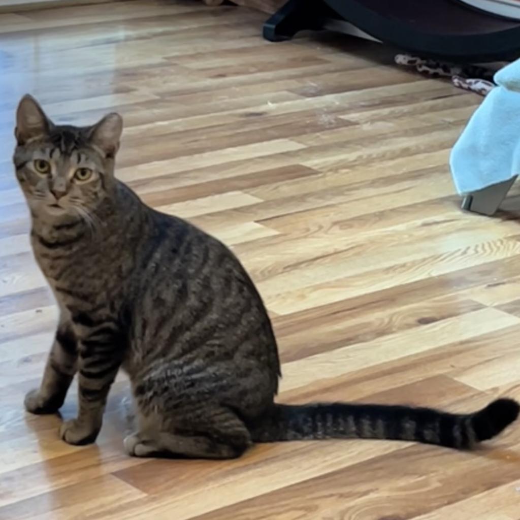 Enlarge Hollis, a Adoptable Domestic Short Hair in Greenfield, IN image 3/3