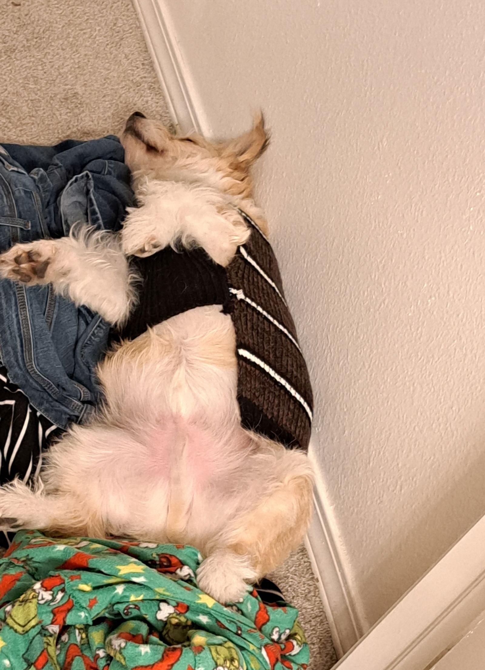 Buster Brown, a Adopted mixed breed in Fort Collins, CO image 1/3