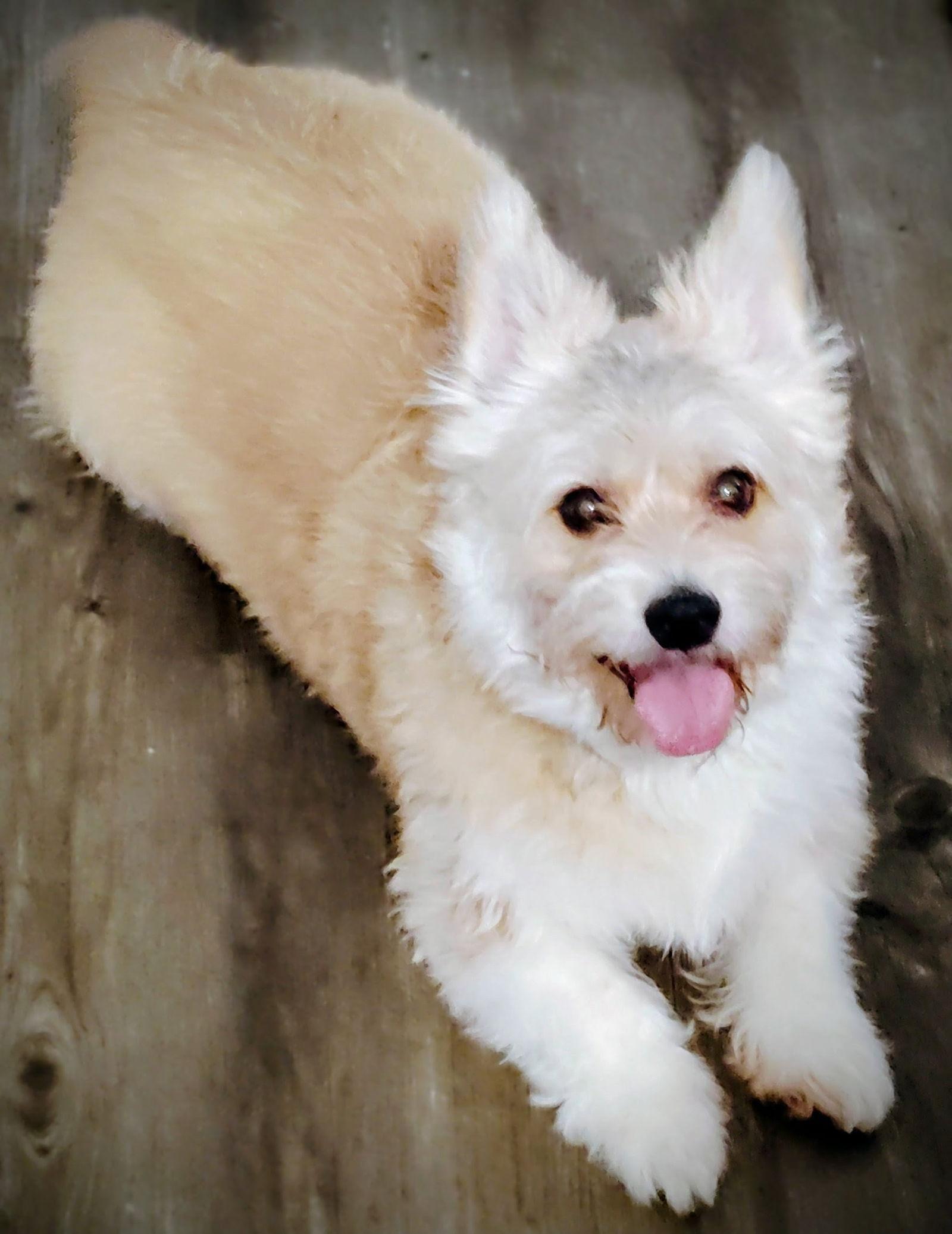 Buster Brown, a Adopted mixed breed in Fort Collins, CO image 3/3