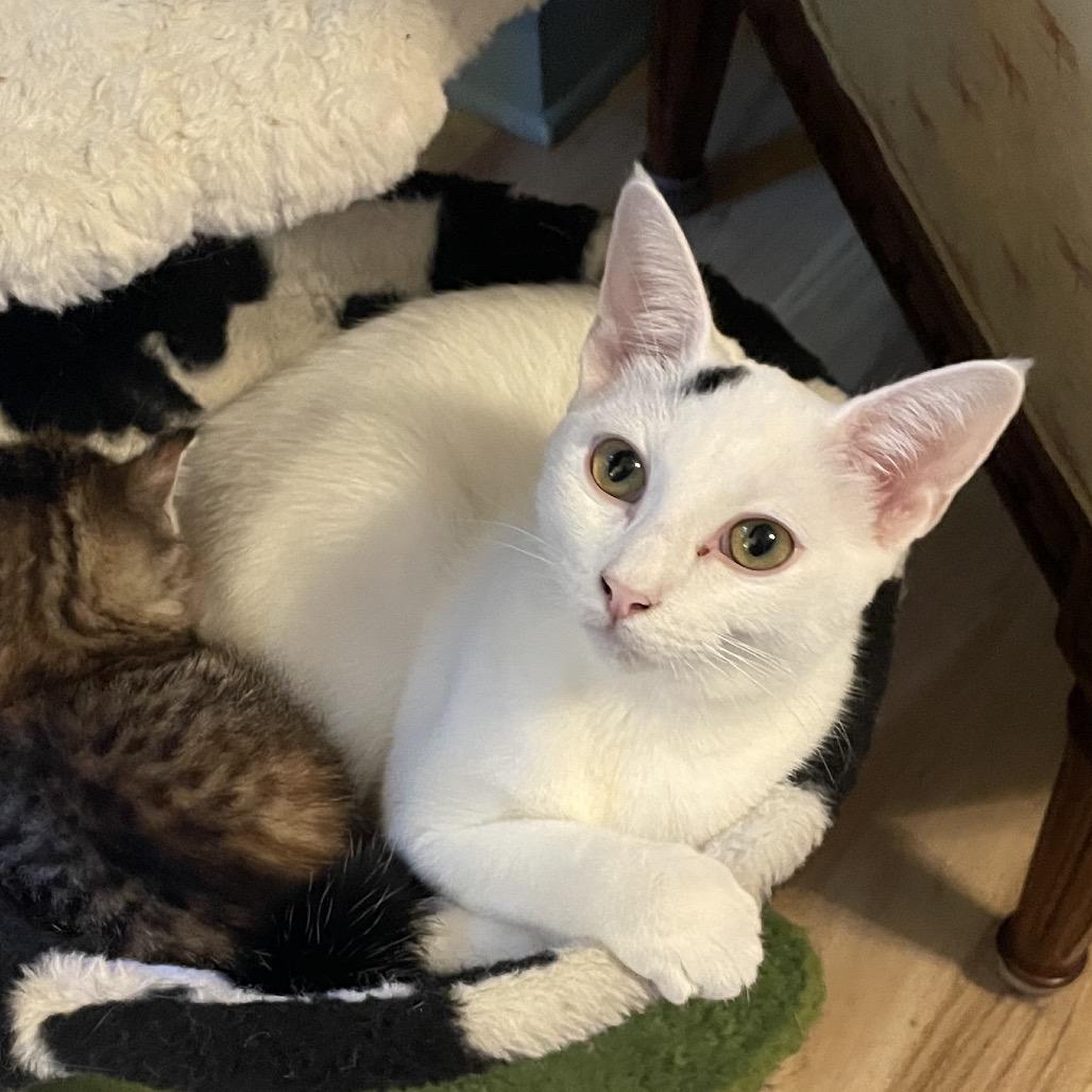 Enlarge Meadow Spring-TL, a Adoptable Domestic Short Hair in Tallahassee, FL image 1/6