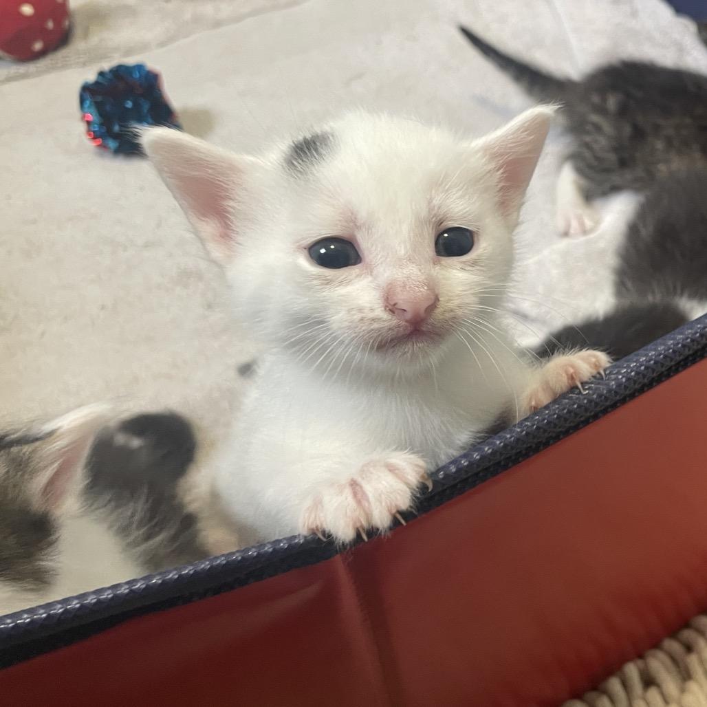 Meadow Spring-TL, a Adoptable Domestic Short Hair in Tallahassee, FL image 6/6
