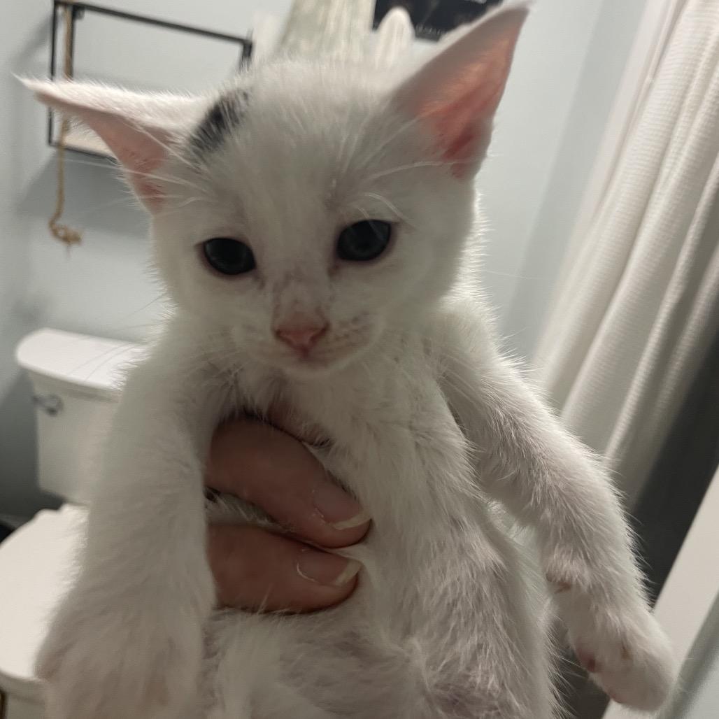 Meadow Spring-TL, a Adoptable Domestic Short Hair in Tallahassee, FL image 4/6