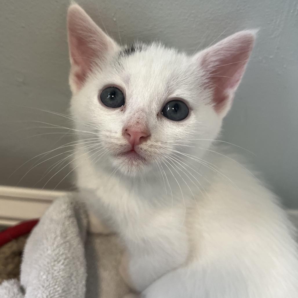 Meadow Spring-TL, a Adoptable Domestic Short Hair in Tallahassee, FL image 3/6