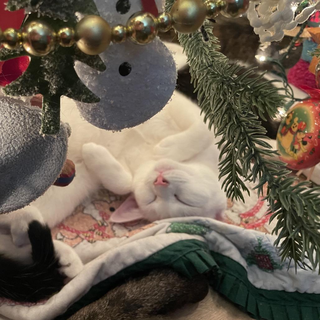 Meadow Spring-TL, a Adoptable Domestic Short Hair in Tallahassee, FL image 1/6