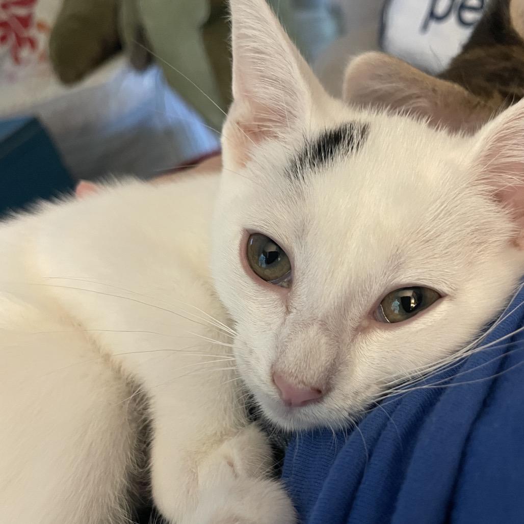 Meadow Spring-TL, Adoptable, Young Female Domestic Short Hair.