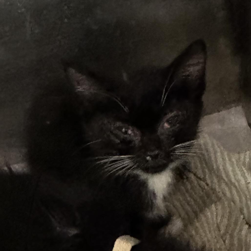 Brienne (blue), a Adoptable Domestic Short Hair in Winston-Salem, NC image 1/2
