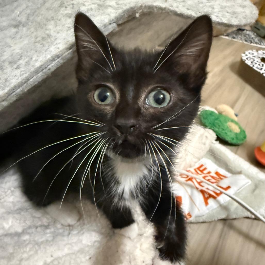 Brienne (blue), a Adoptable Domestic Short Hair in Winston-Salem, NC image 2/2