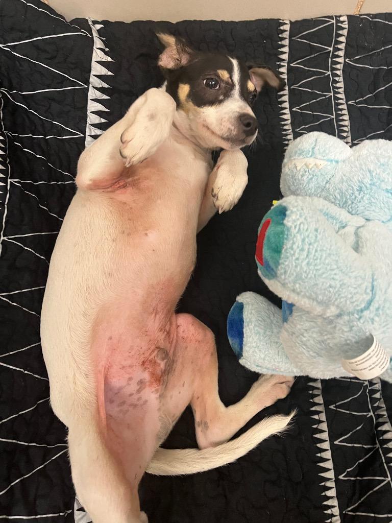 Kody, Adoptable, Puppy Male Rat Terrier.