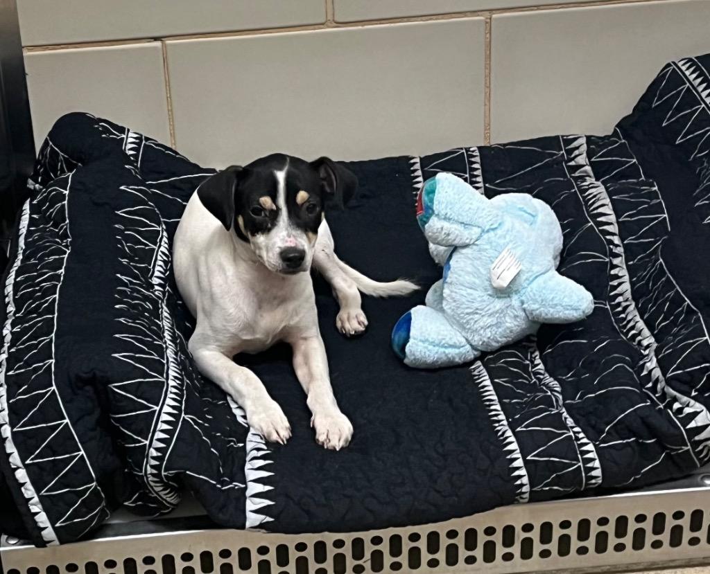 Enlarge Kody, a Adoptable Rat Terrier in Seguin, TX image 2/2