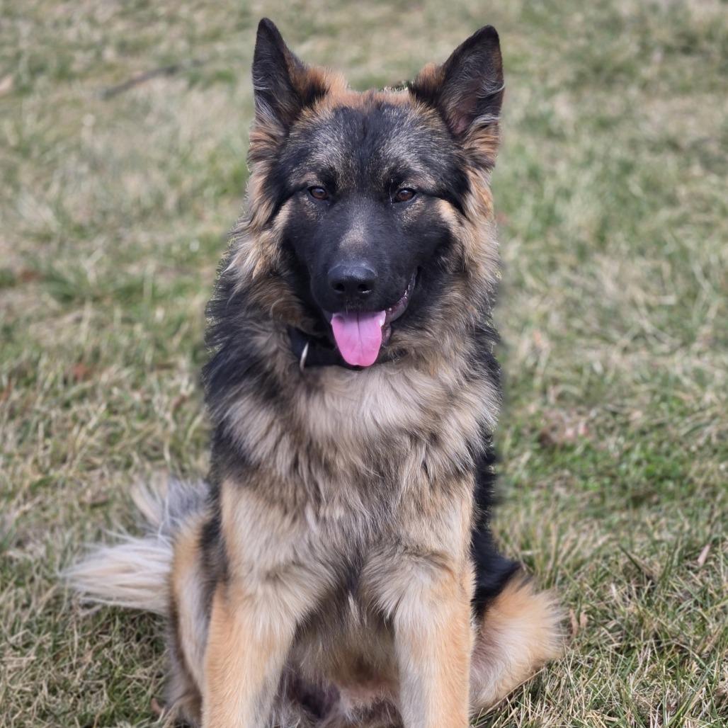 Enlarge Chewbarka, a Adoptable mixed breed in Cincinnati, OH image 1/4