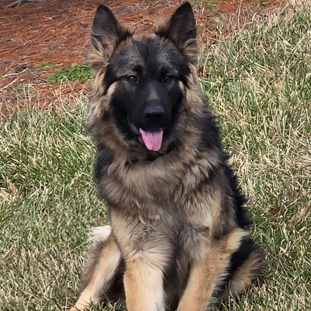 Enlarge Chewbarka, a Adoptable mixed breed in Cincinnati, OH image 2/4