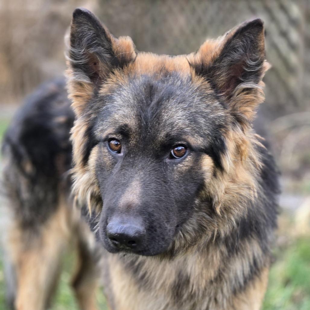 Enlarge Chewbarka, a Adoptable mixed breed in Cincinnati, OH image 3/4