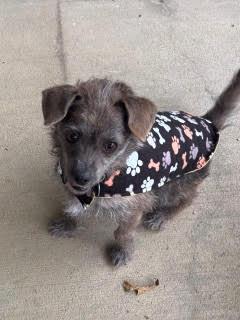 Enlarge Hazel, a Adoptable mixed breed in Memphis, TN image 3/5