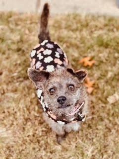 Enlarge Hazel, a Adoptable mixed breed in Memphis, TN image 2/5