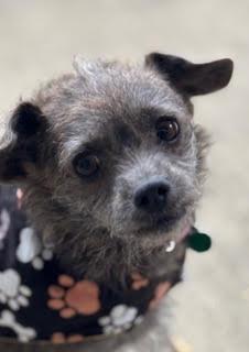 Enlarge Hazel, a Adoptable mixed breed in Memphis, TN image 1/5