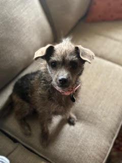 Enlarge Hazel, a Adoptable mixed breed in Memphis, TN image 4/5