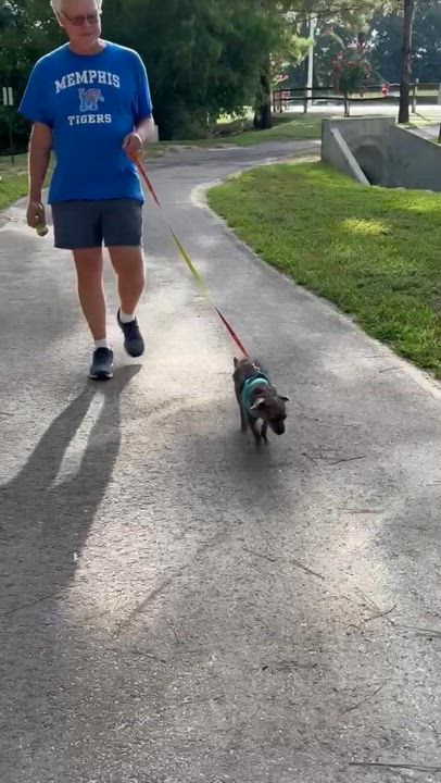 Enlarge Hazel, a Adoptable mixed breed in Memphis, TN video 5/5