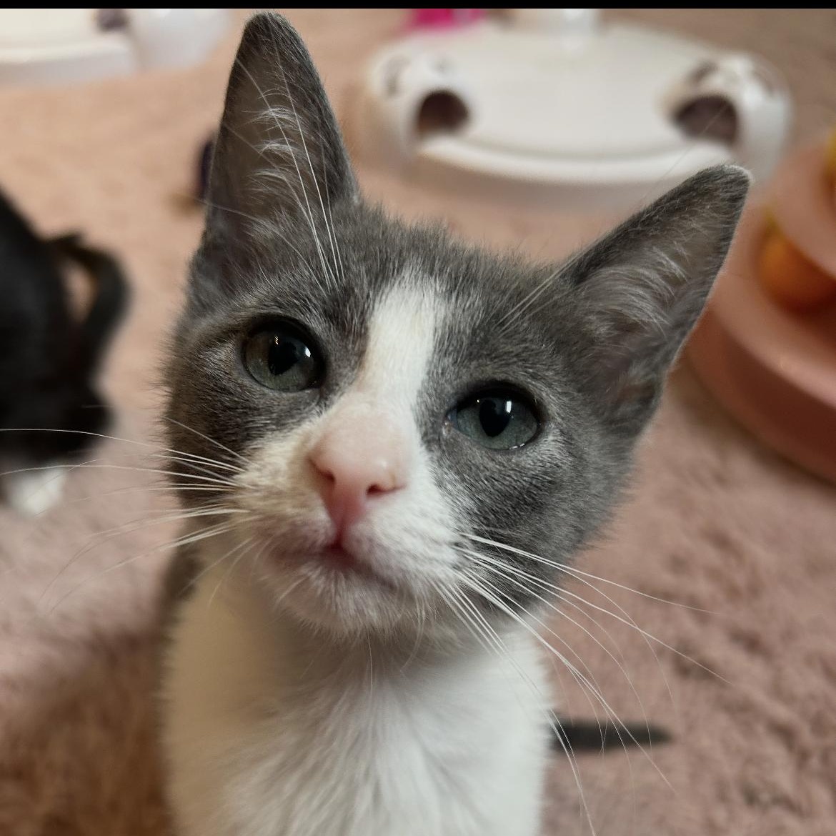 Haru, ADOPTABLE, Kitten Female Domestic Short Hair.