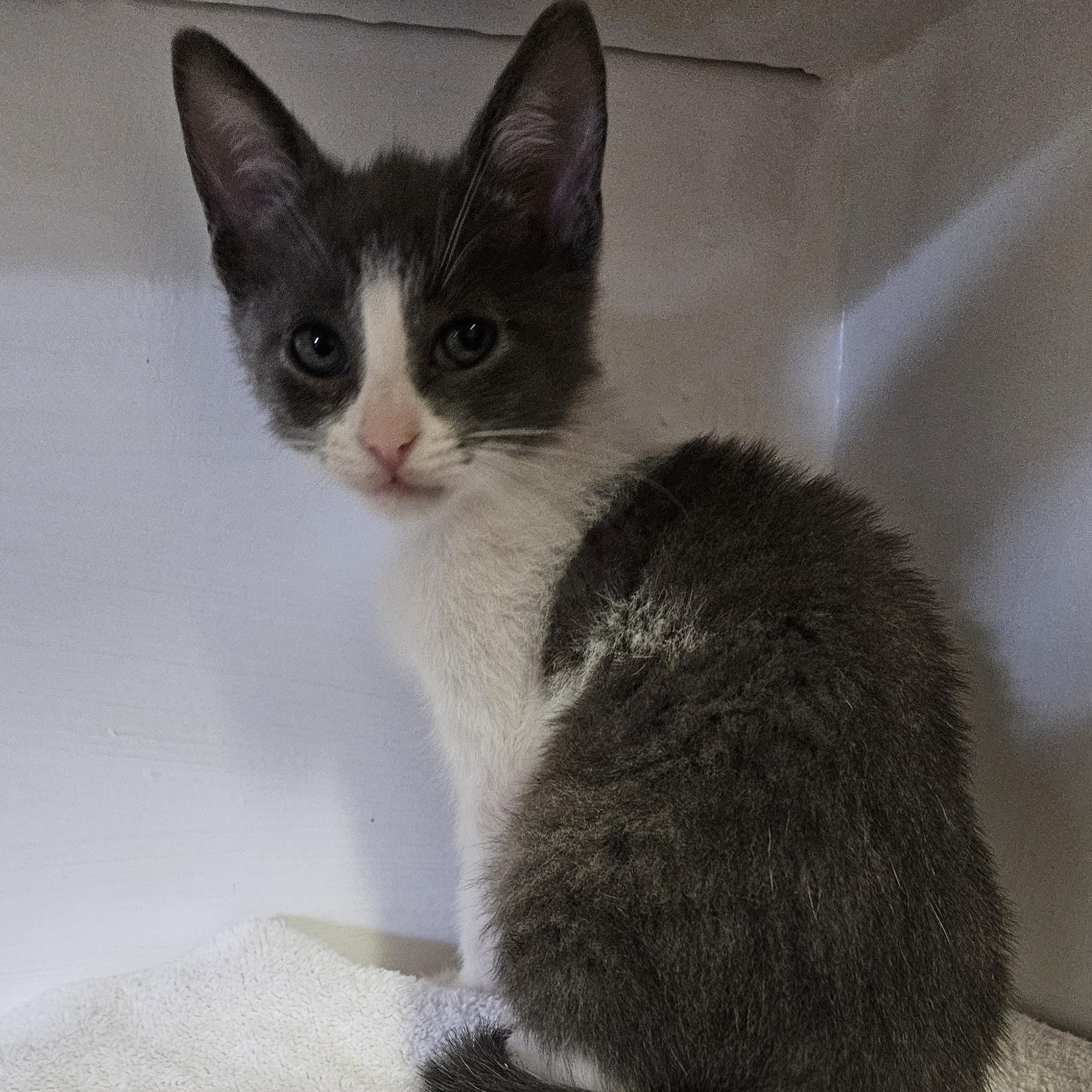 Haru, a ADOPTABLE Domestic Short Hair in Brockport, NY image 5/6