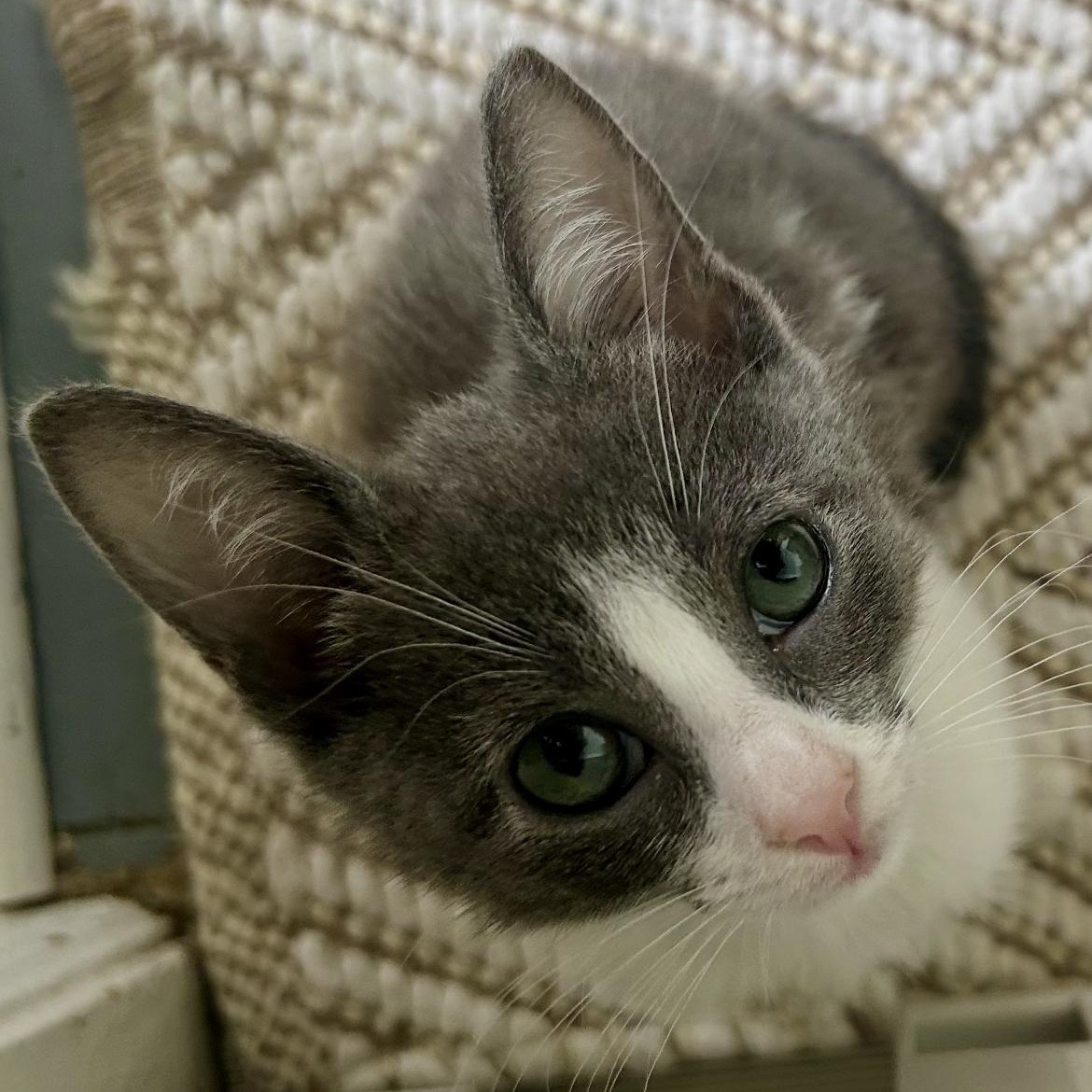 Haru, a ADOPTABLE Domestic Short Hair in Brockport, NY image 2/6