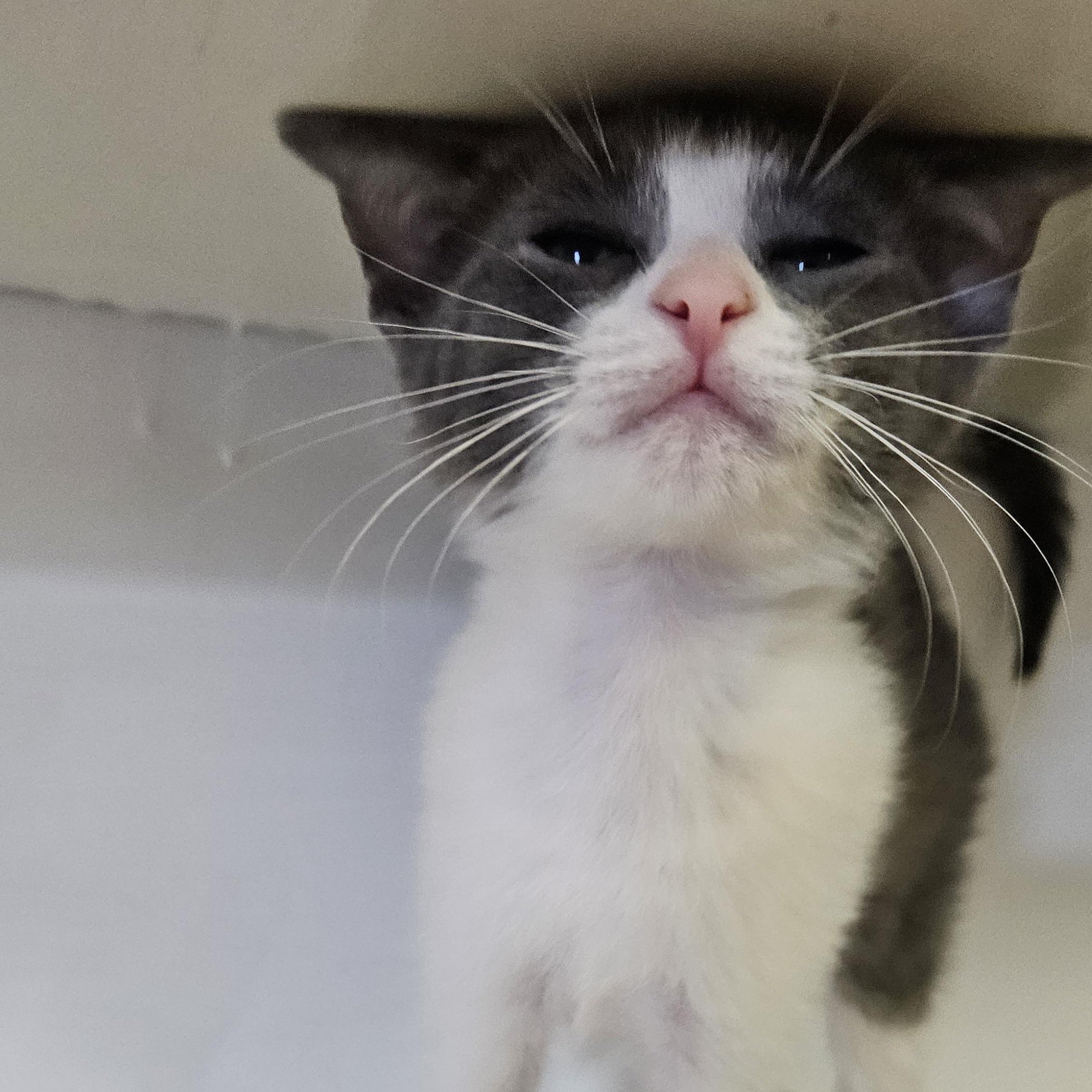 Haru, a ADOPTABLE Domestic Short Hair in Brockport, NY image 6/6