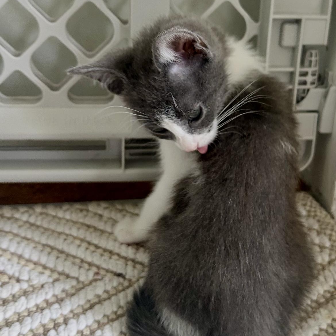 Haru, a ADOPTABLE Domestic Short Hair in Brockport, NY image 3/6
