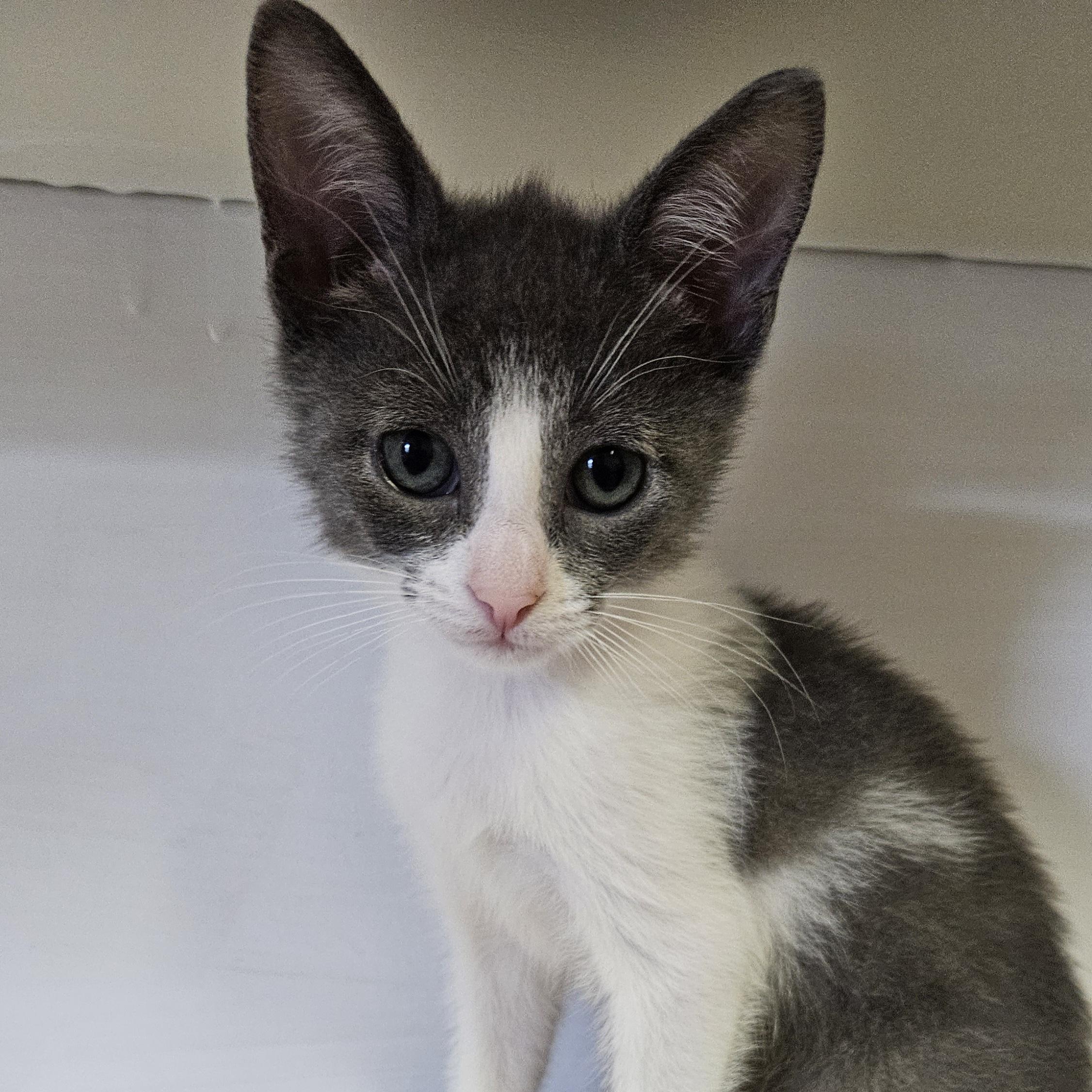 Haru, a ADOPTABLE Domestic Short Hair in Brockport, NY image 4/6