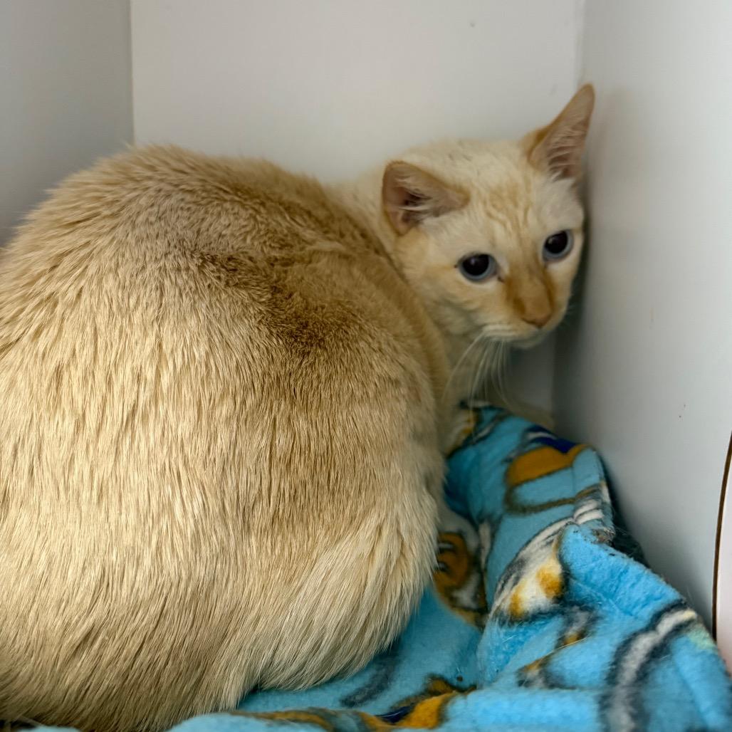 Sputnik — thumbnail 2