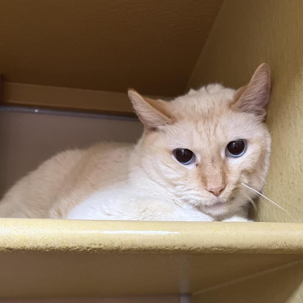 Sputnik — thumbnail 3