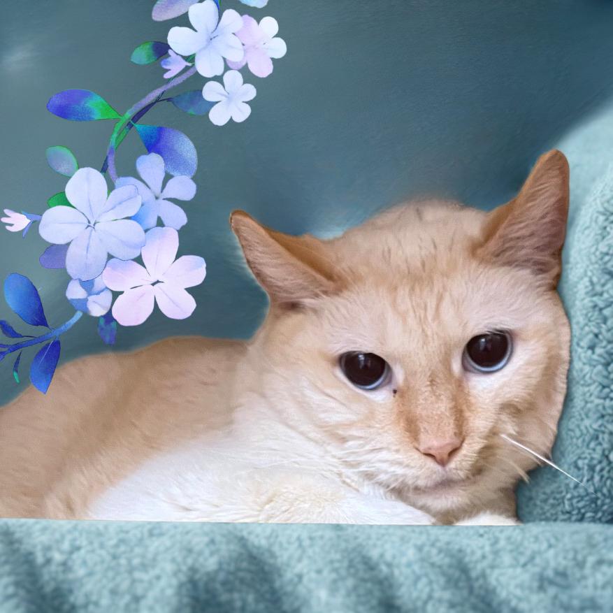 Sputnik — thumbnail 4